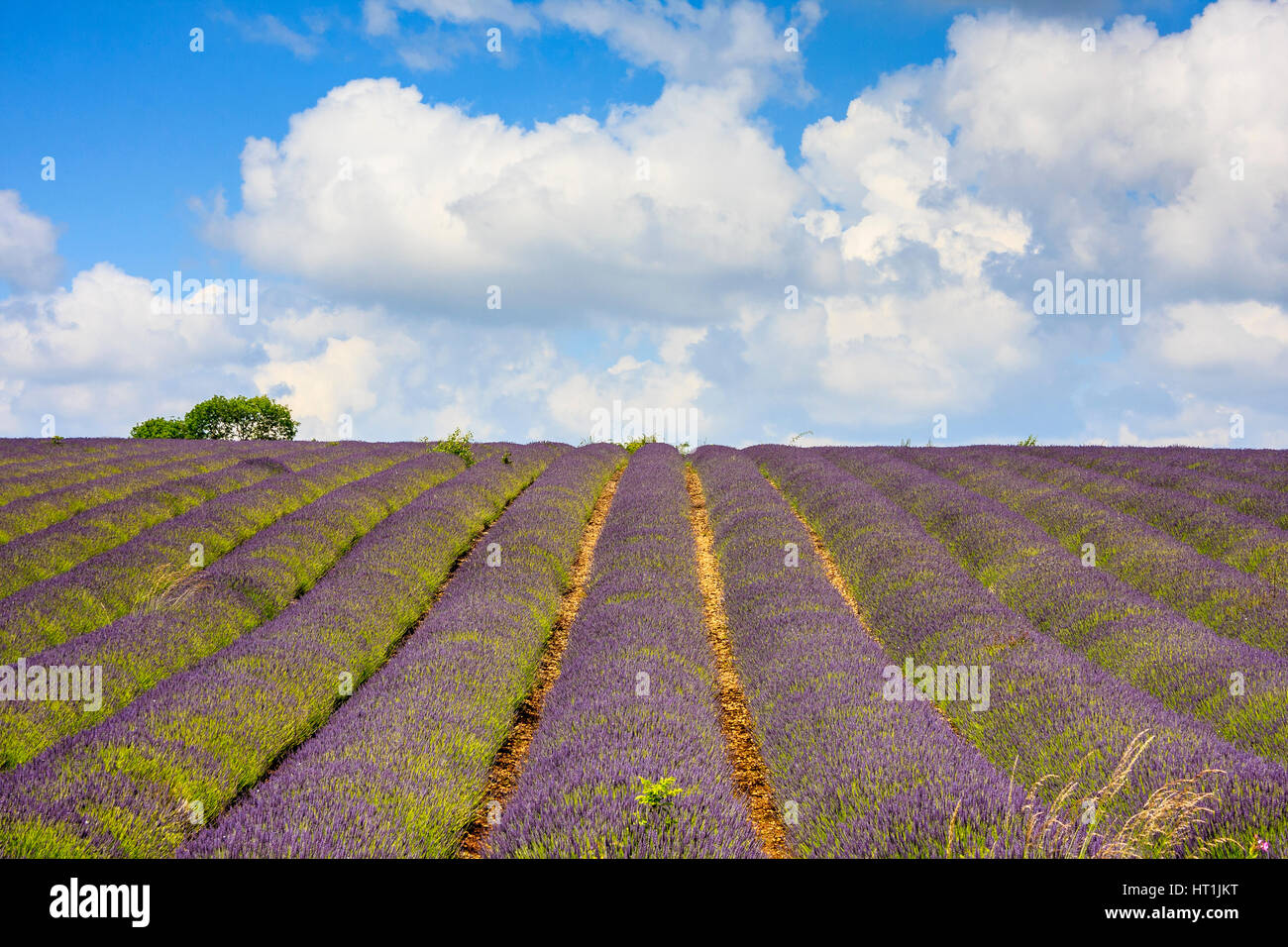 Lavender growing in the English cotswolds Stock Photo