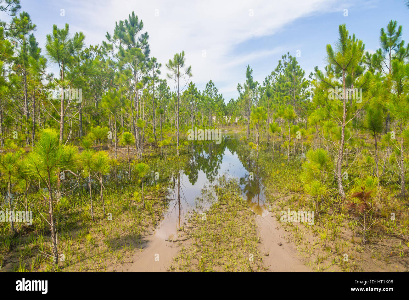 Forest of Pinus Elliottii with reflection in puddle at Lagoa dos Patos lake Stock Photo
