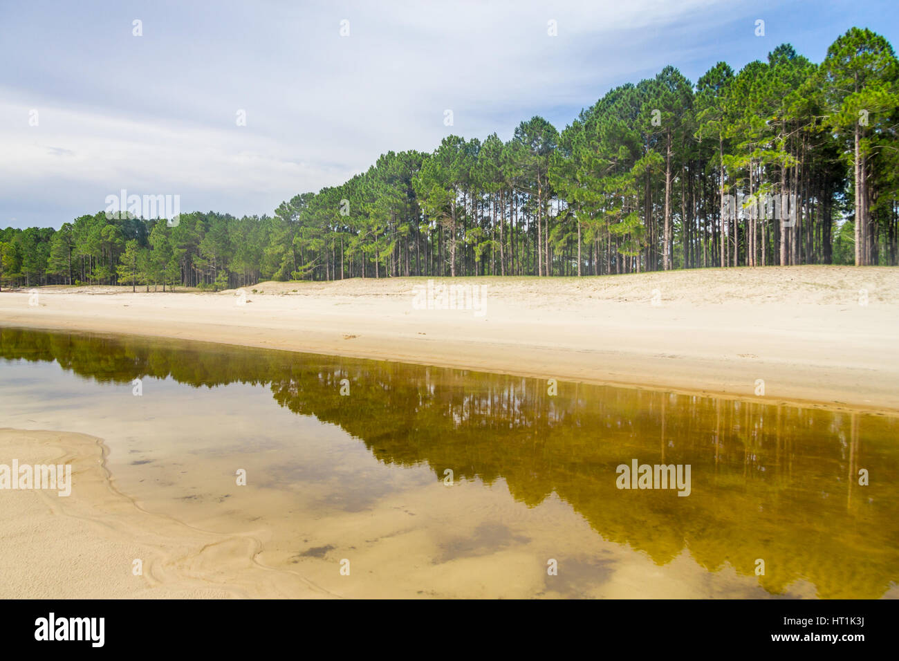 Forest of Pinus Elliottii with reflection in puddle at Lagoa dos Patos lake Stock Photo