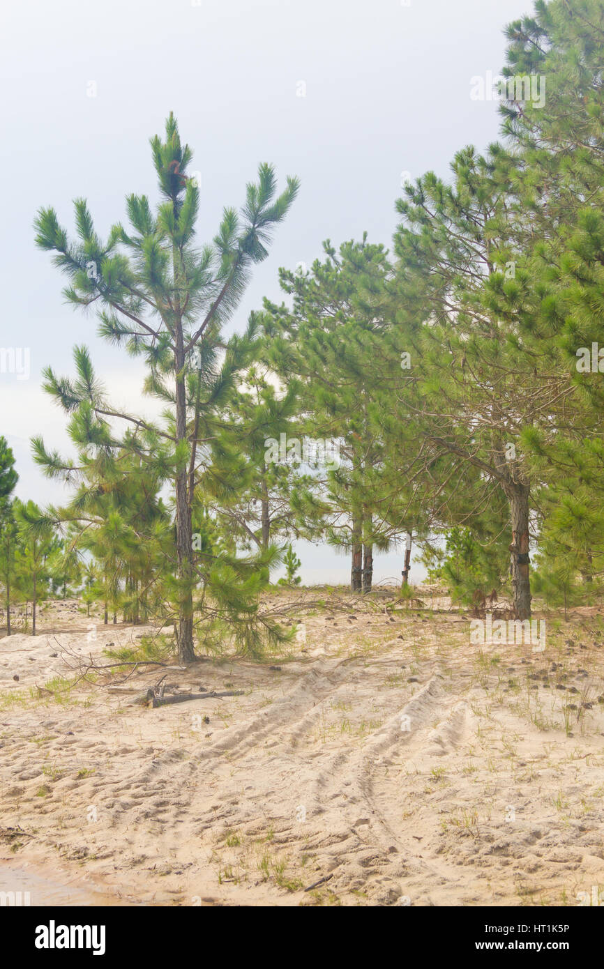 Forest of Pinus Elliottii and sand at Lagoa dos Patos lake Stock Photo