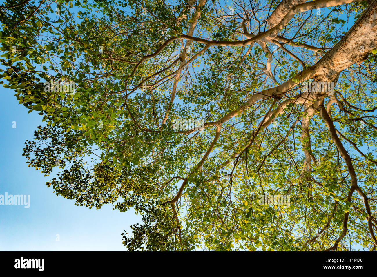 Giant stem of pterocarpus indicus tree against sun on summer day. Stock Photo