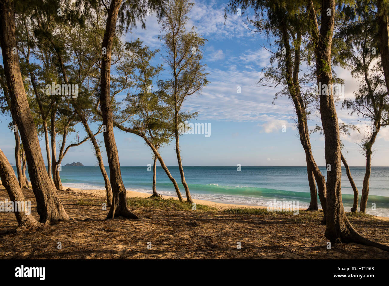 Ironwood trees hires stock photography and images Alamy