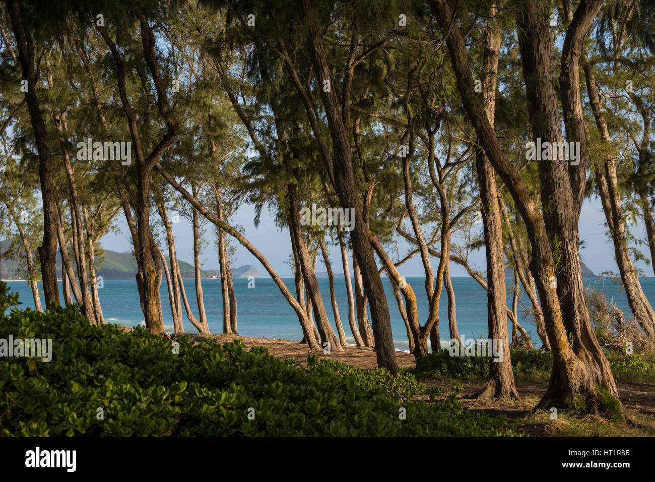 Ironwood island hires stock photography and images Alamy