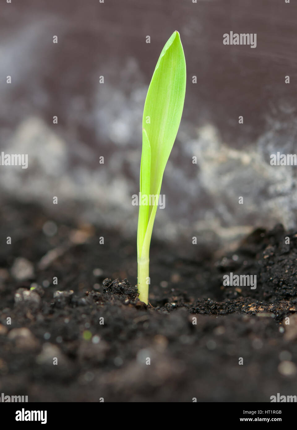 Corn seed germinating hires stock photography and images Alamy