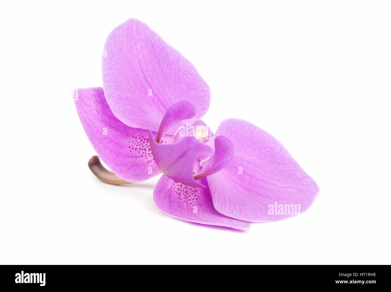pink orchid isolated on white Stock Photo