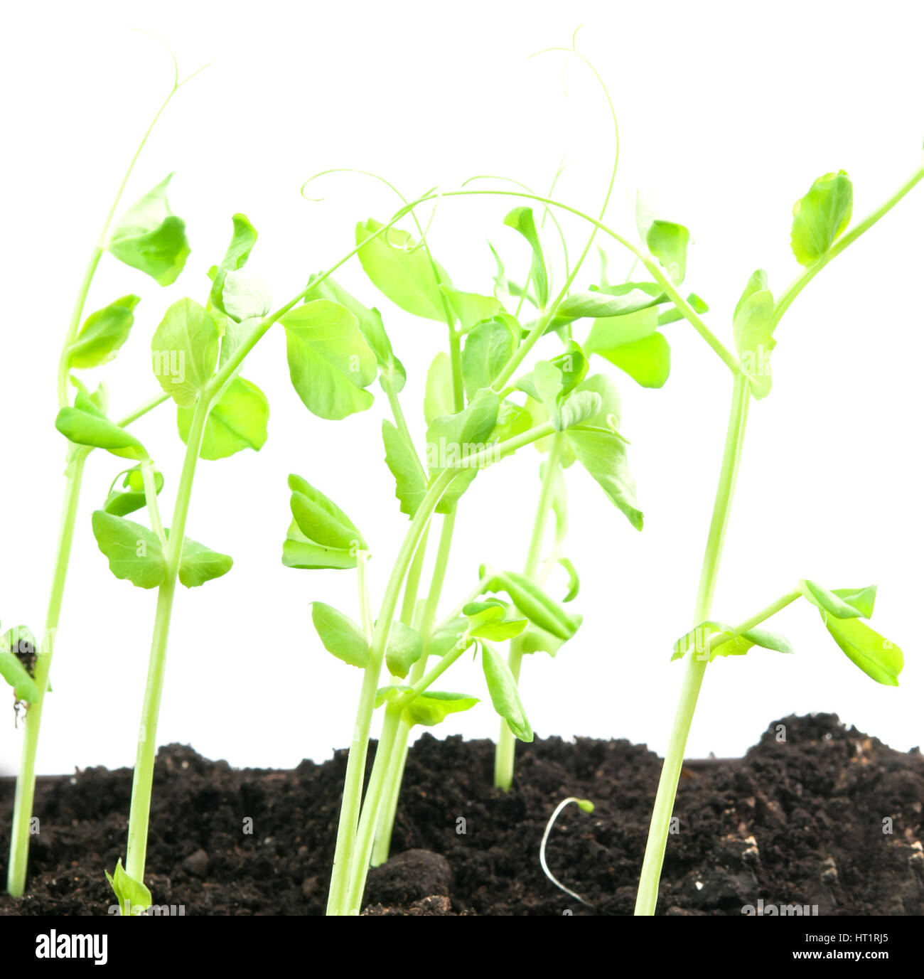 схема роста гороха посевного. фазы развития гороха посевного. этапы. приспособление для гороха. жизненный цикл гороха.