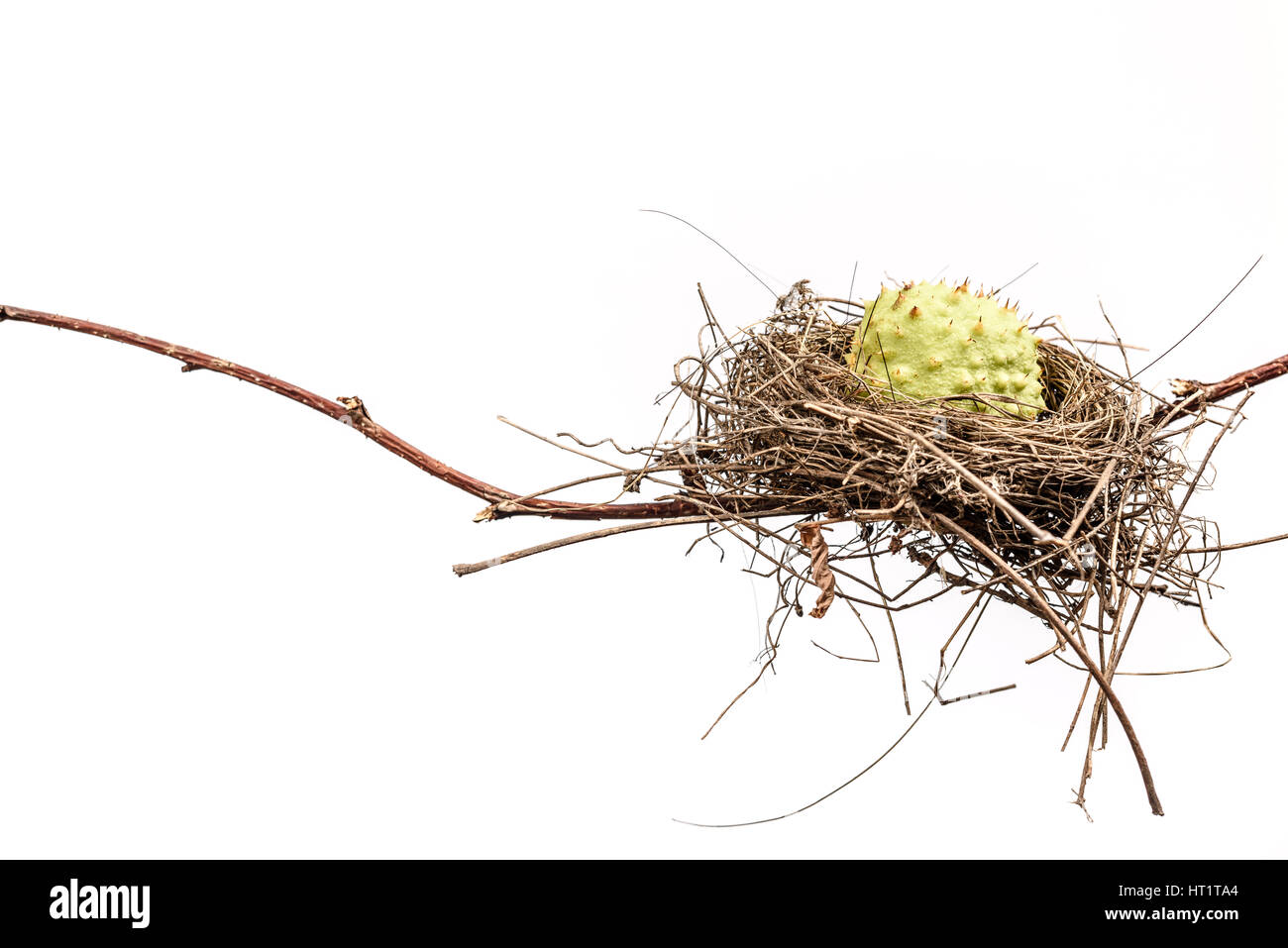 Conceptual image of a bird nest isolated on white background. Bird Nest. Stock Photo