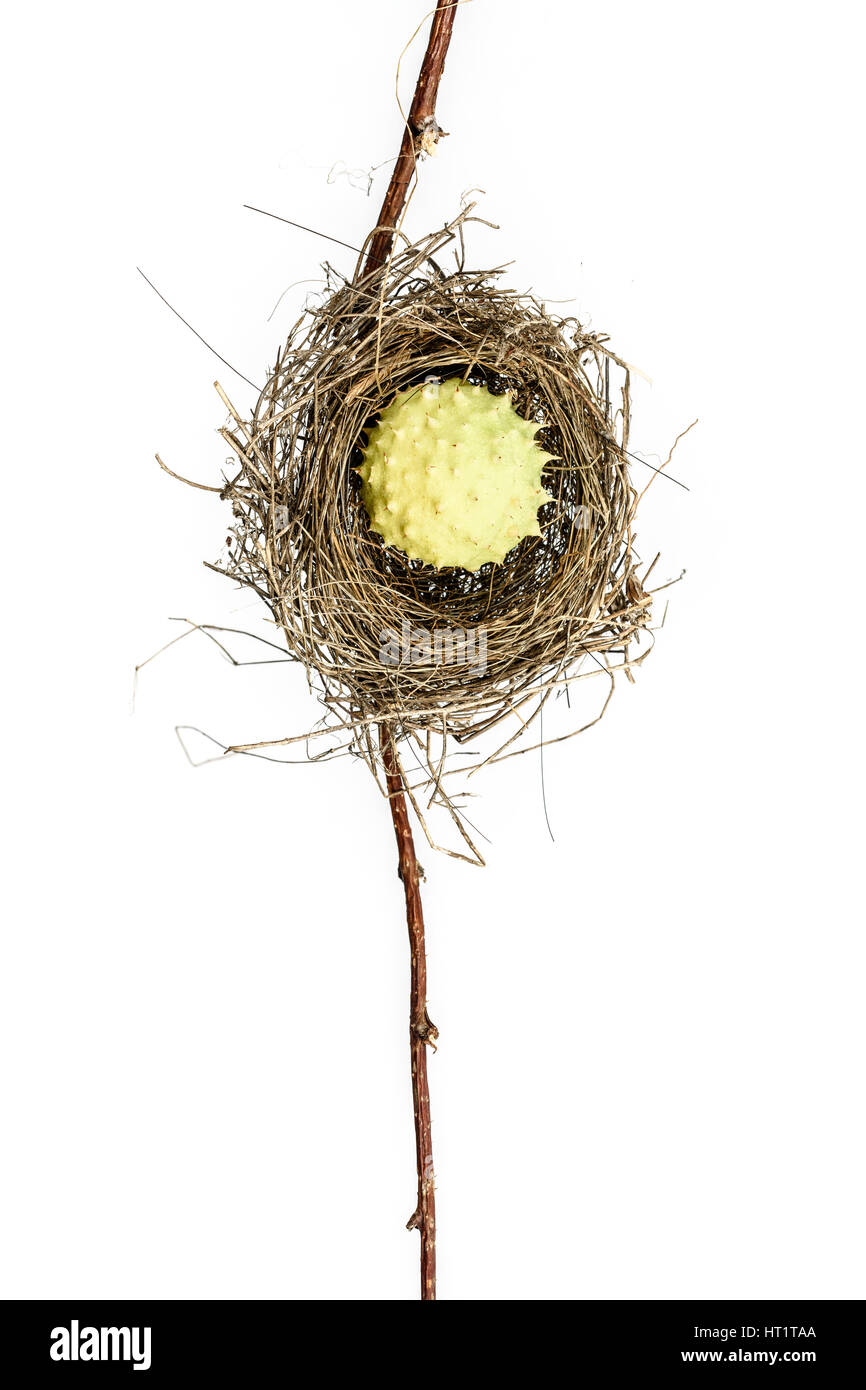 Conceptual image of a bird nest isolated on white background. Bird Nest ...