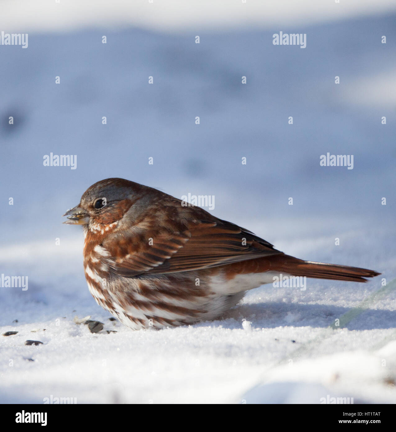 Fox Sparrow (Passerella iliaca) eating seeds in the snow Stock Photo