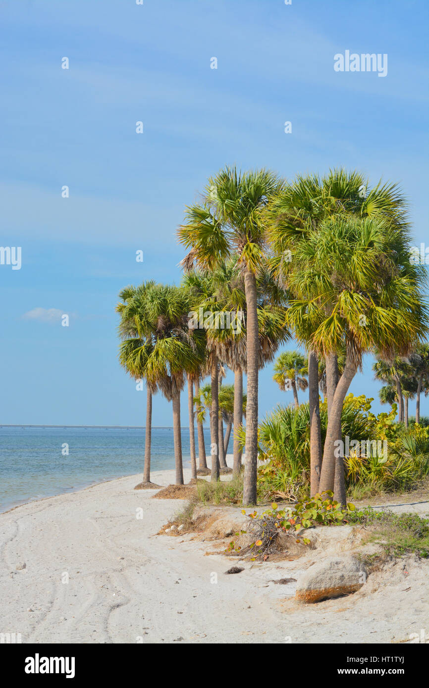 Palm Trees On The Sandy Beach Of Tampa Bay Stock Photo Alamy