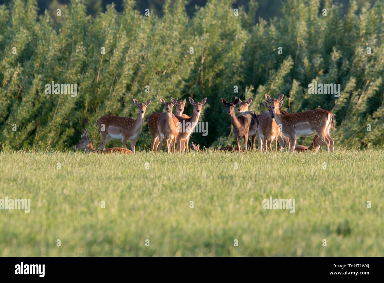 Fallow deers ( Dama dama) feeding on a meadow in front of energy forest Stock Photo