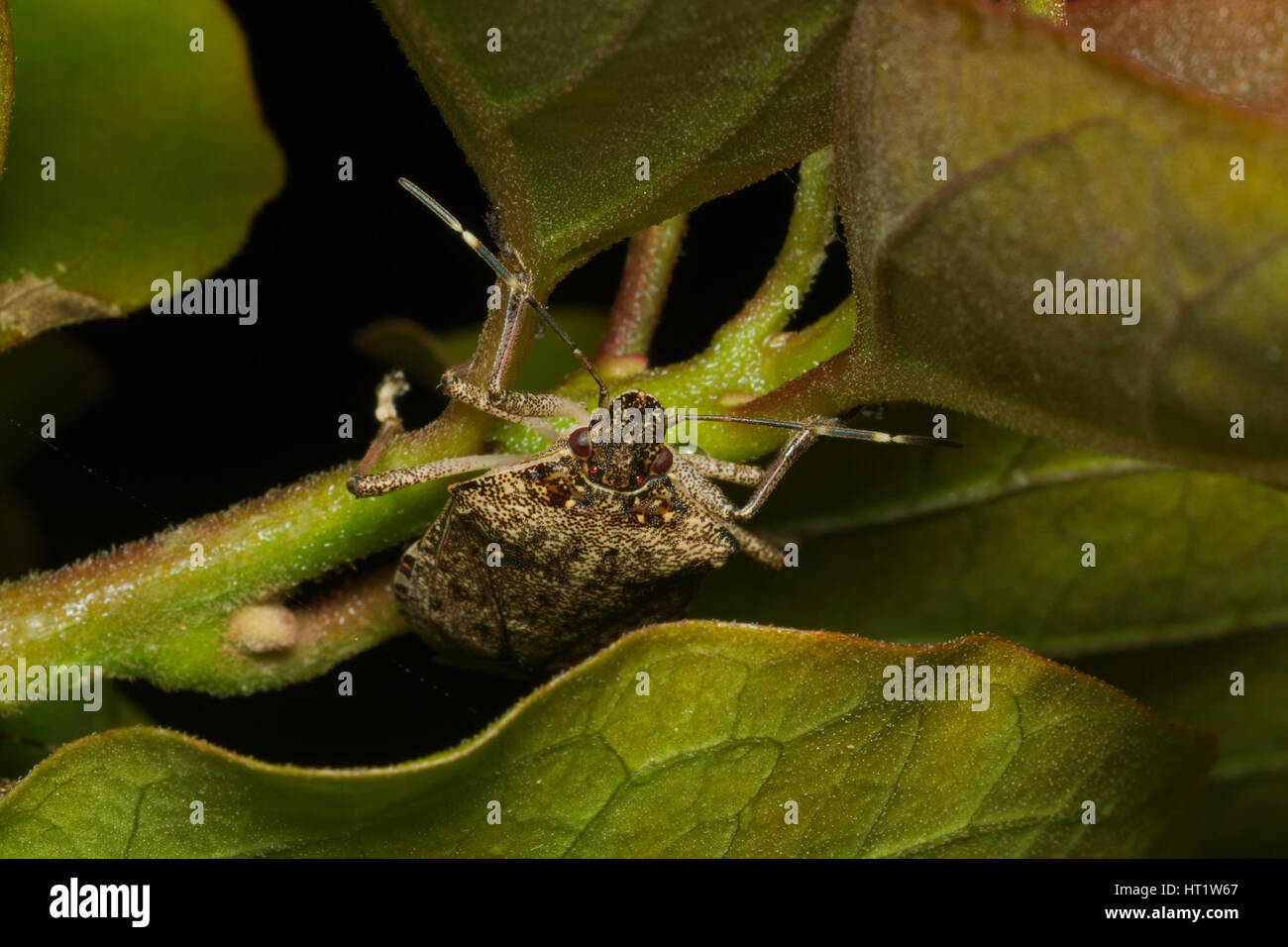 Brown marmorated stink bug (Halyomorpha halys) agricultural pest; italian cimice asiatica Stock Photo