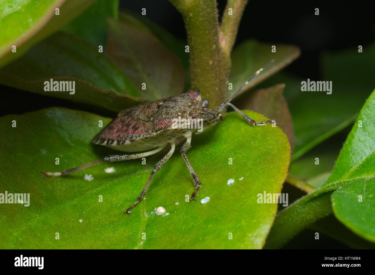 Brown marmorated stink bug (Halyomorpha halys) agricultural pest; italian cimice asiatica Stock Photo