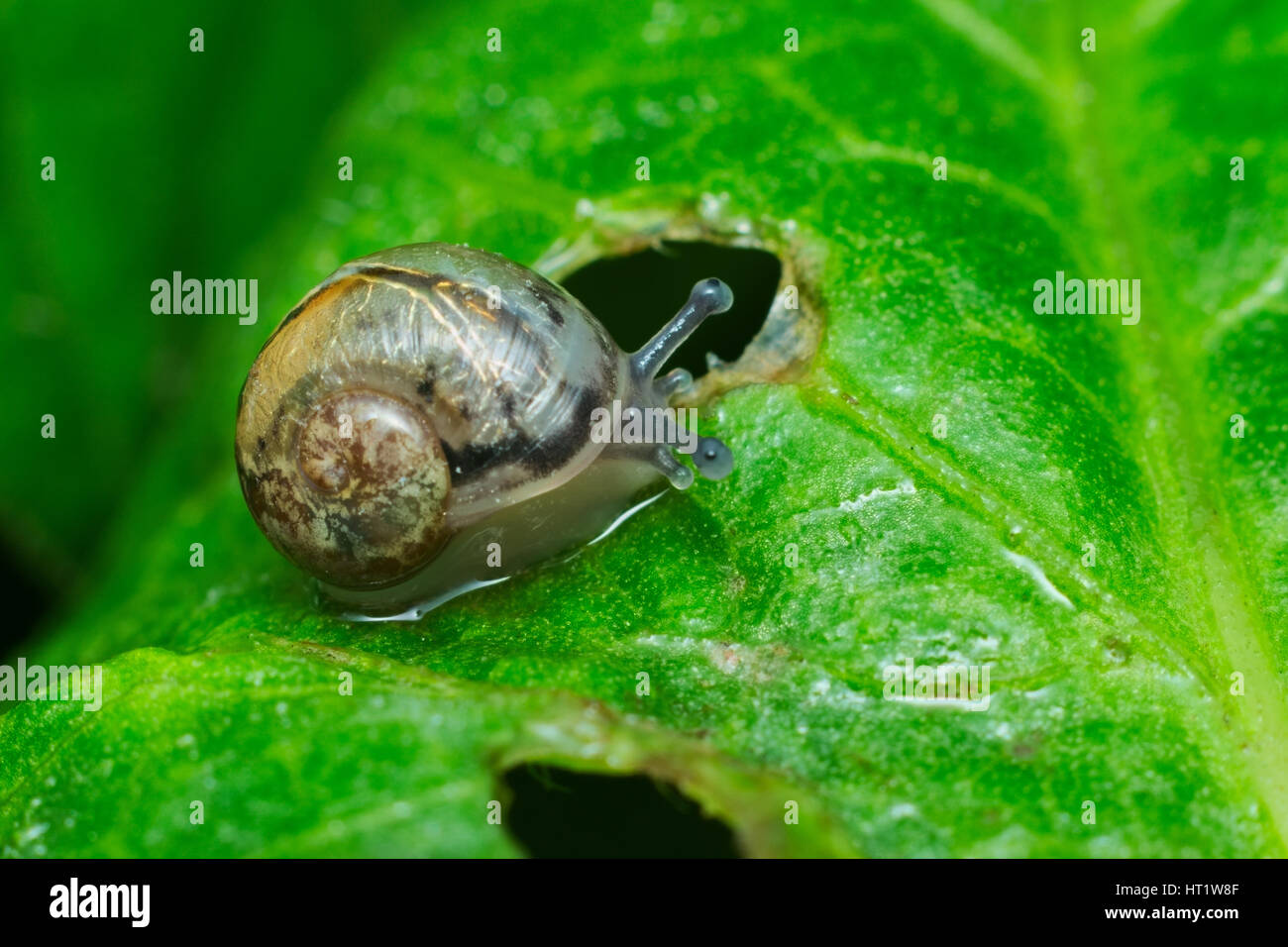 Little snail crawling on a green leaf after the rain Stock Photo - Alamy