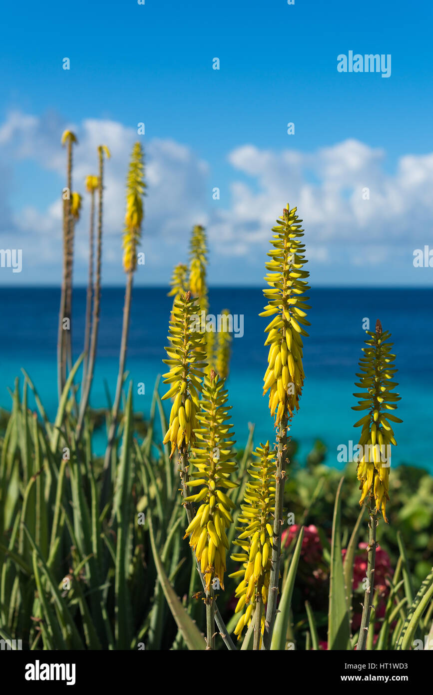Curacao aloe vera hi-res stock photography and images - Alamy