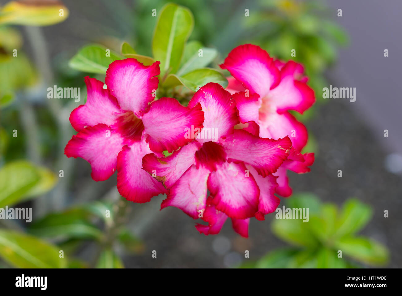 Pink tropical exotic flowers in the park, Curacao, Carribean Stock