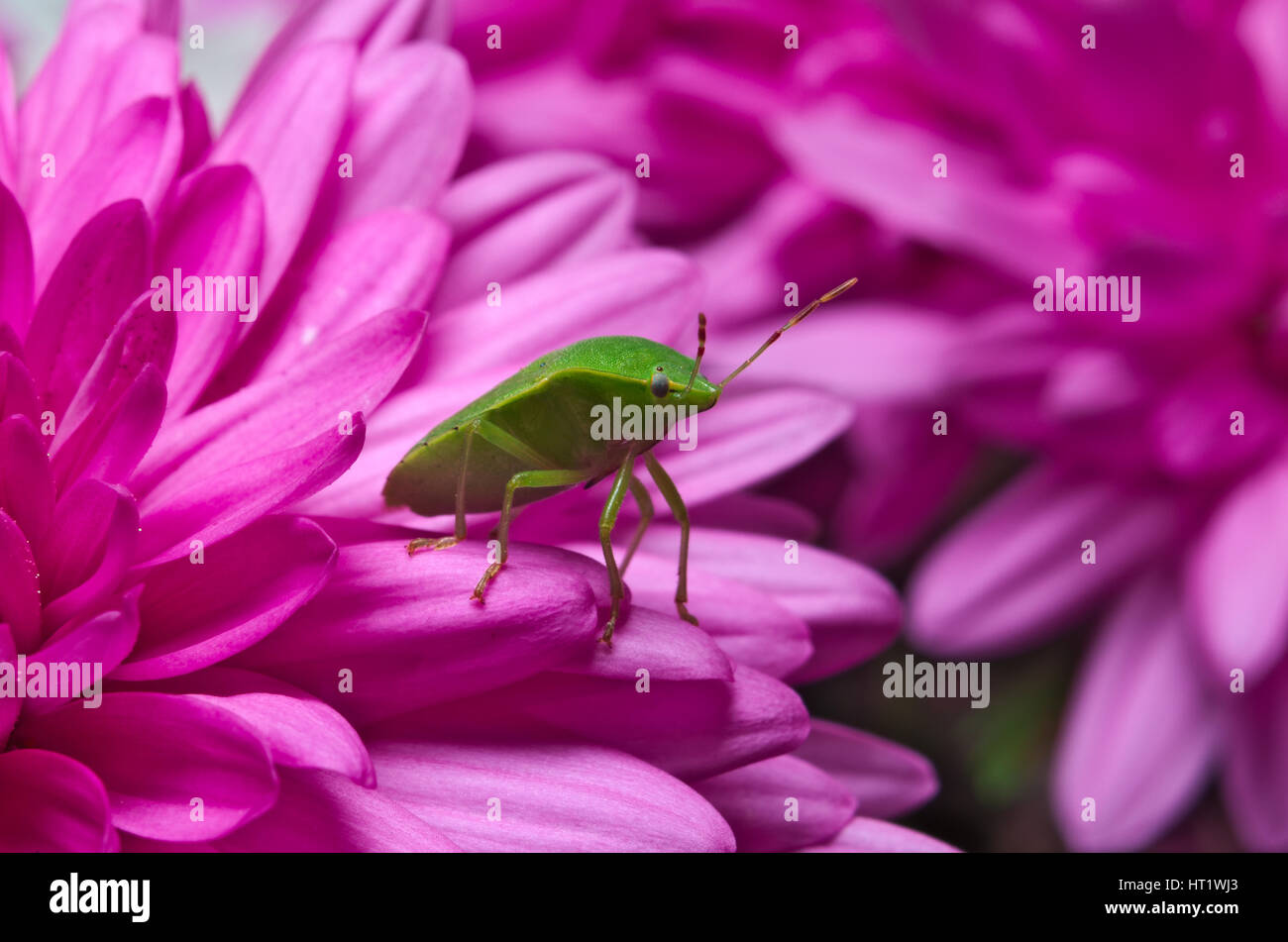 Green shield bug (Palomena prasina) on purple flowers Stock Photo