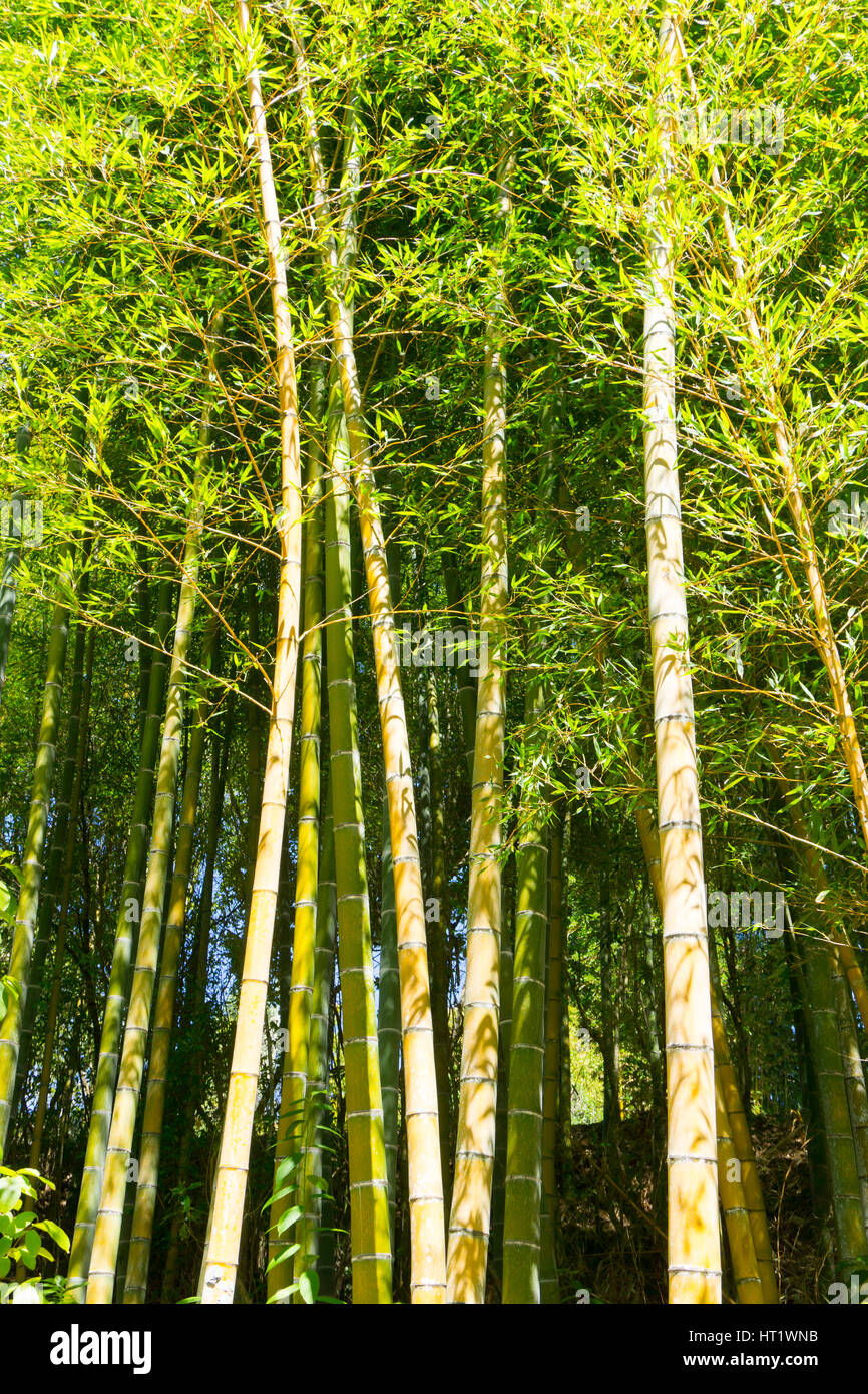 Bamboo Tree Tops Hi res Stock Photography And Images Alamy
