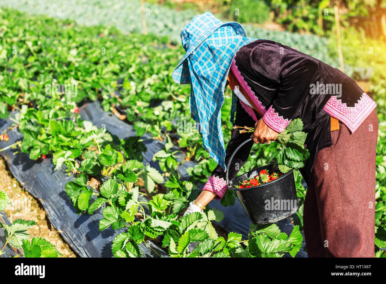 Gardeners were picking strawberries in a field Stock Photo - Alamy