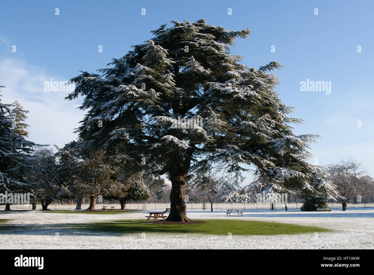 Winter in Ireland - Tree covered in snow in Phoenix Park, Dublin Stock Photo