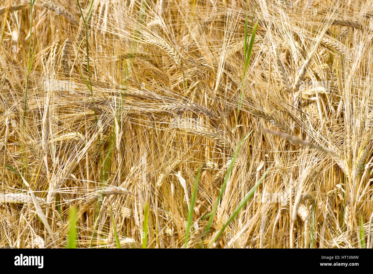 Field with Wheat Crop growing in Scotland Highlands, UK Stock Photo