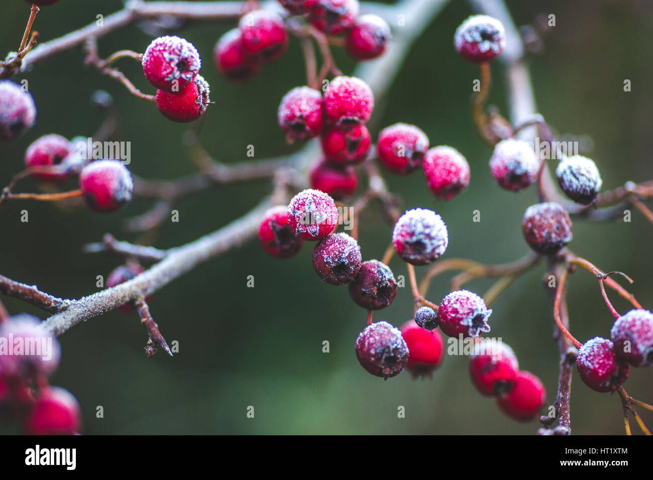 Winter coming to Ireland with first rime on red berries spotted in Castletown Park, Celbridge, County Kildare, Ireland Stock Photo