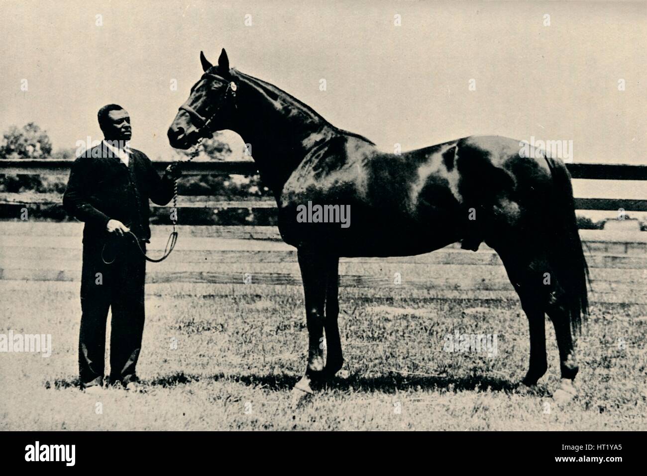 Thoroughbred racehorse, Man O' War, c1920. Artist: Unknown Stock Photo