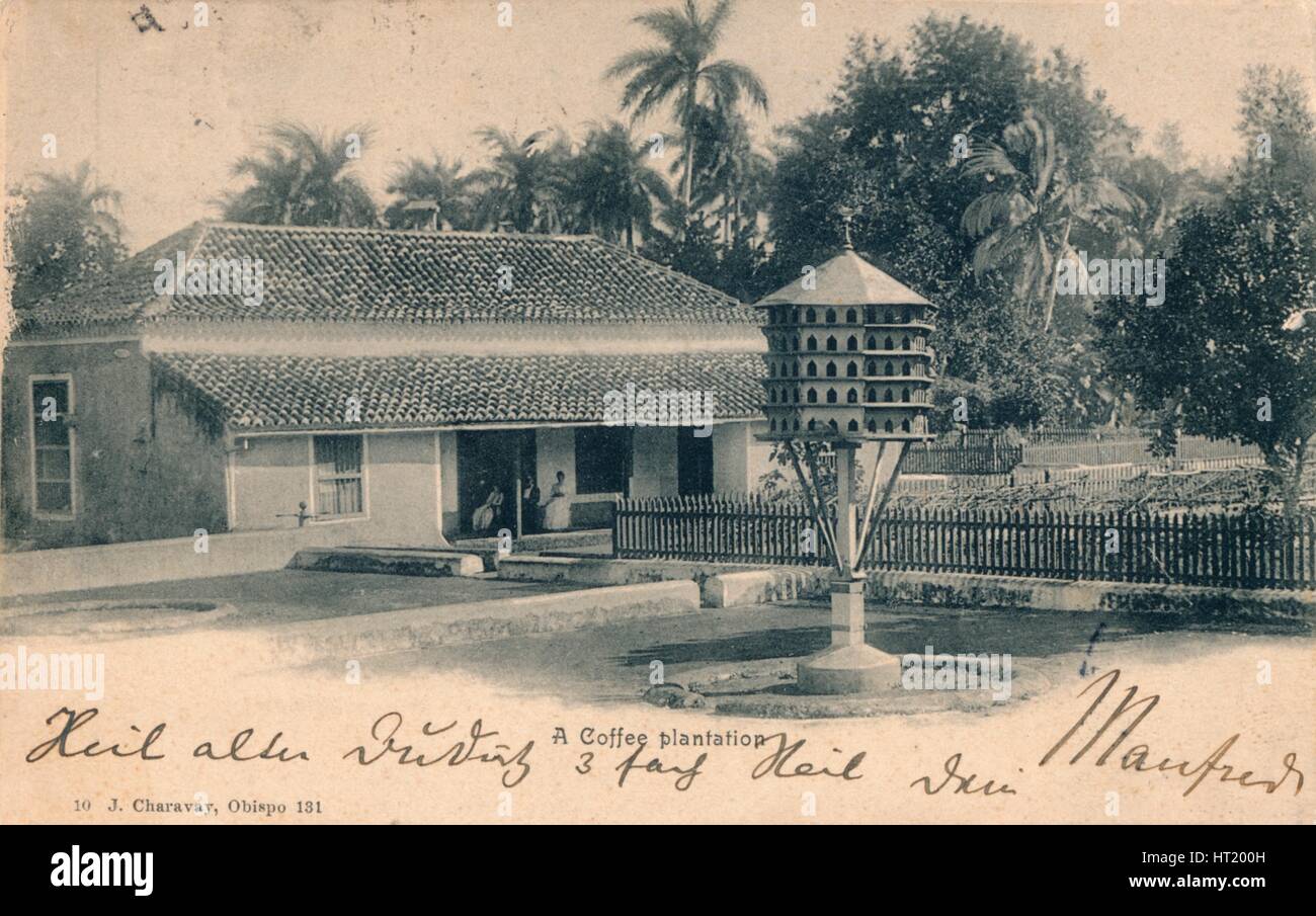 Coffee plantation, c1900. Artist: Unknown Stock Photo