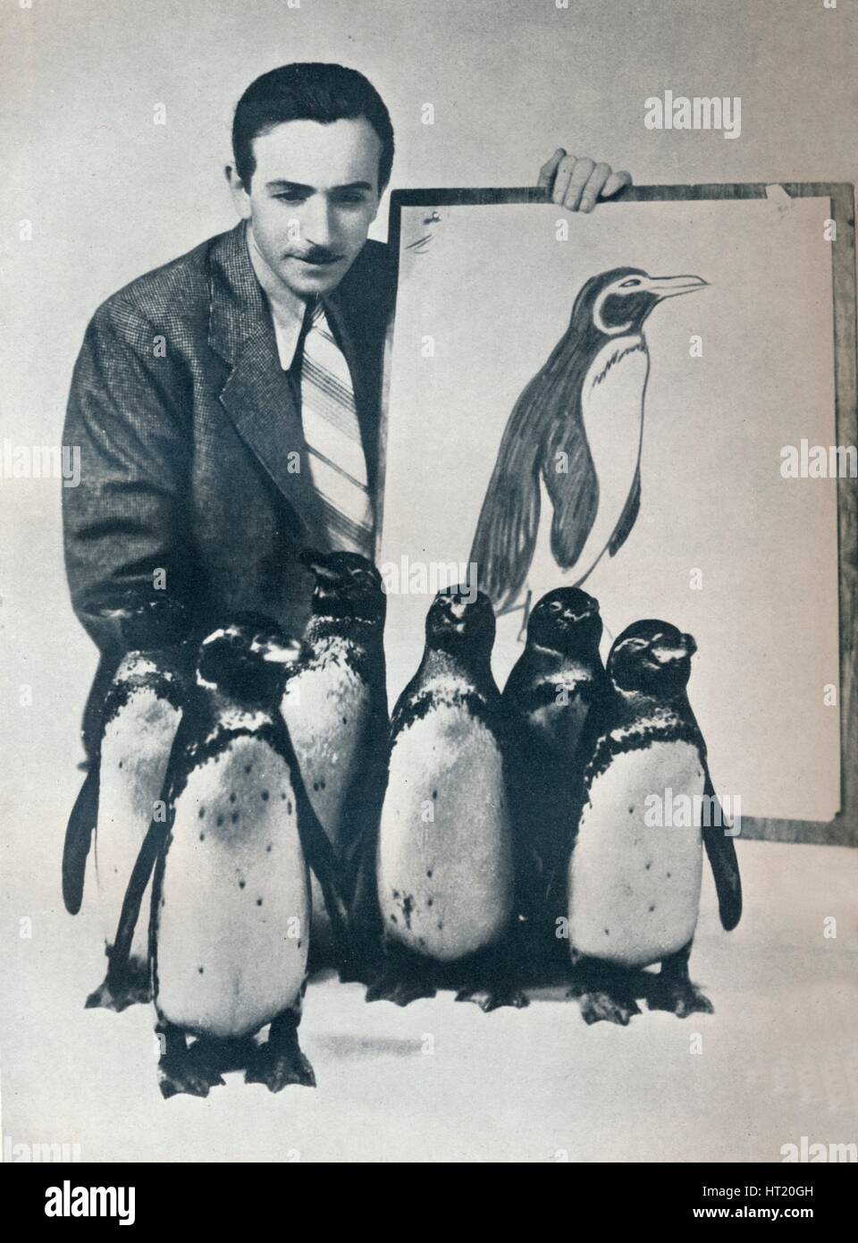 Walt Disney with penguins, 1934 (1935). Artist: Unknown. Stock Photo