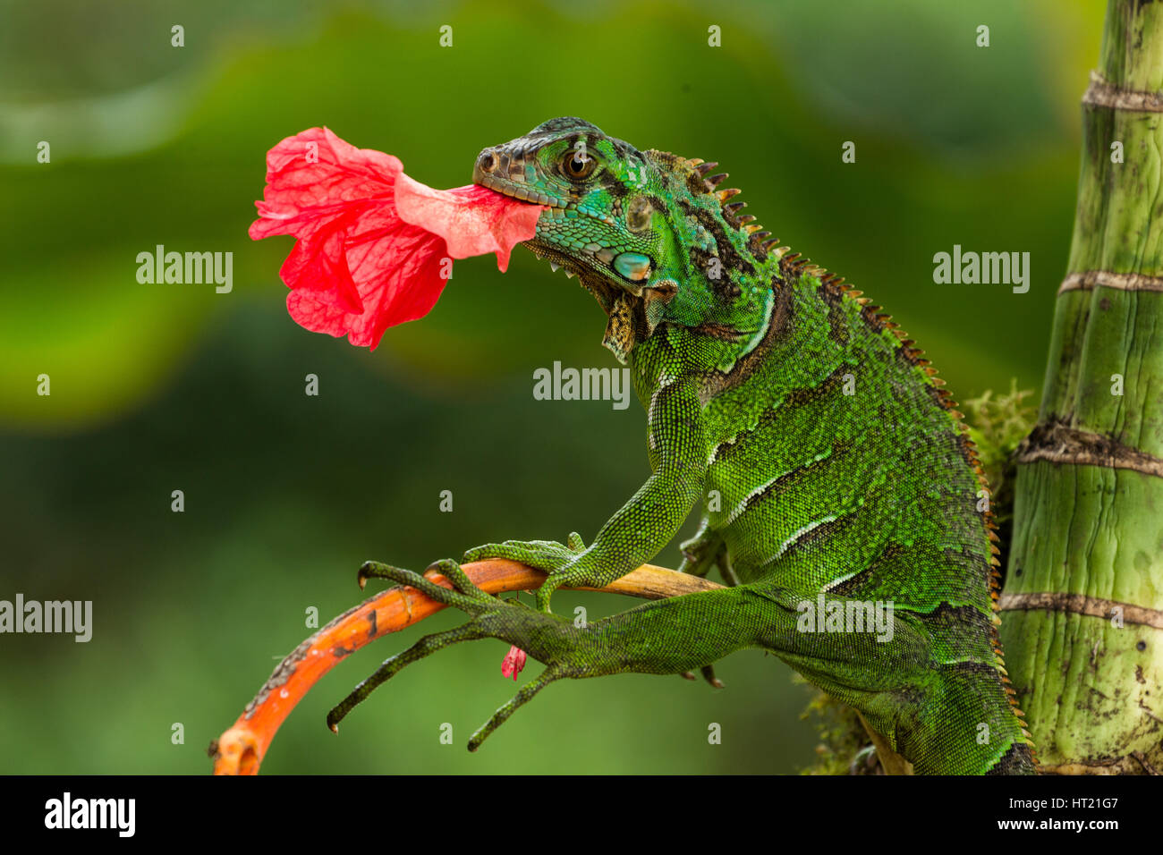 A juvenile Green Iguana, Iguana iguana, eating a hibiscus flower in