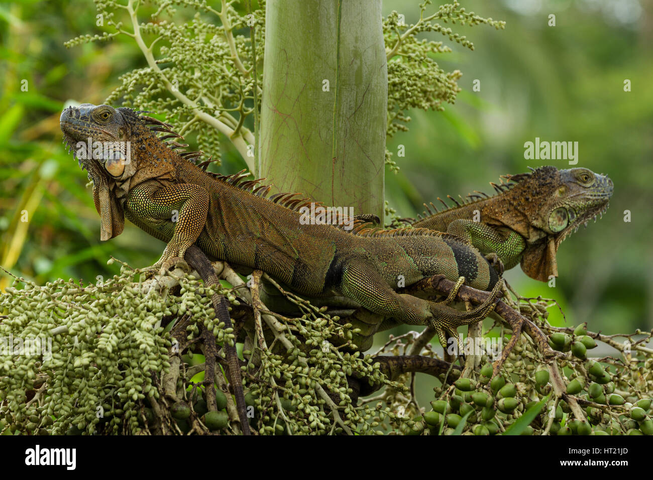 A large adult Green Iguana, Iguana iguana, in a tree in the rainforest in Costa Rica Stock Photo