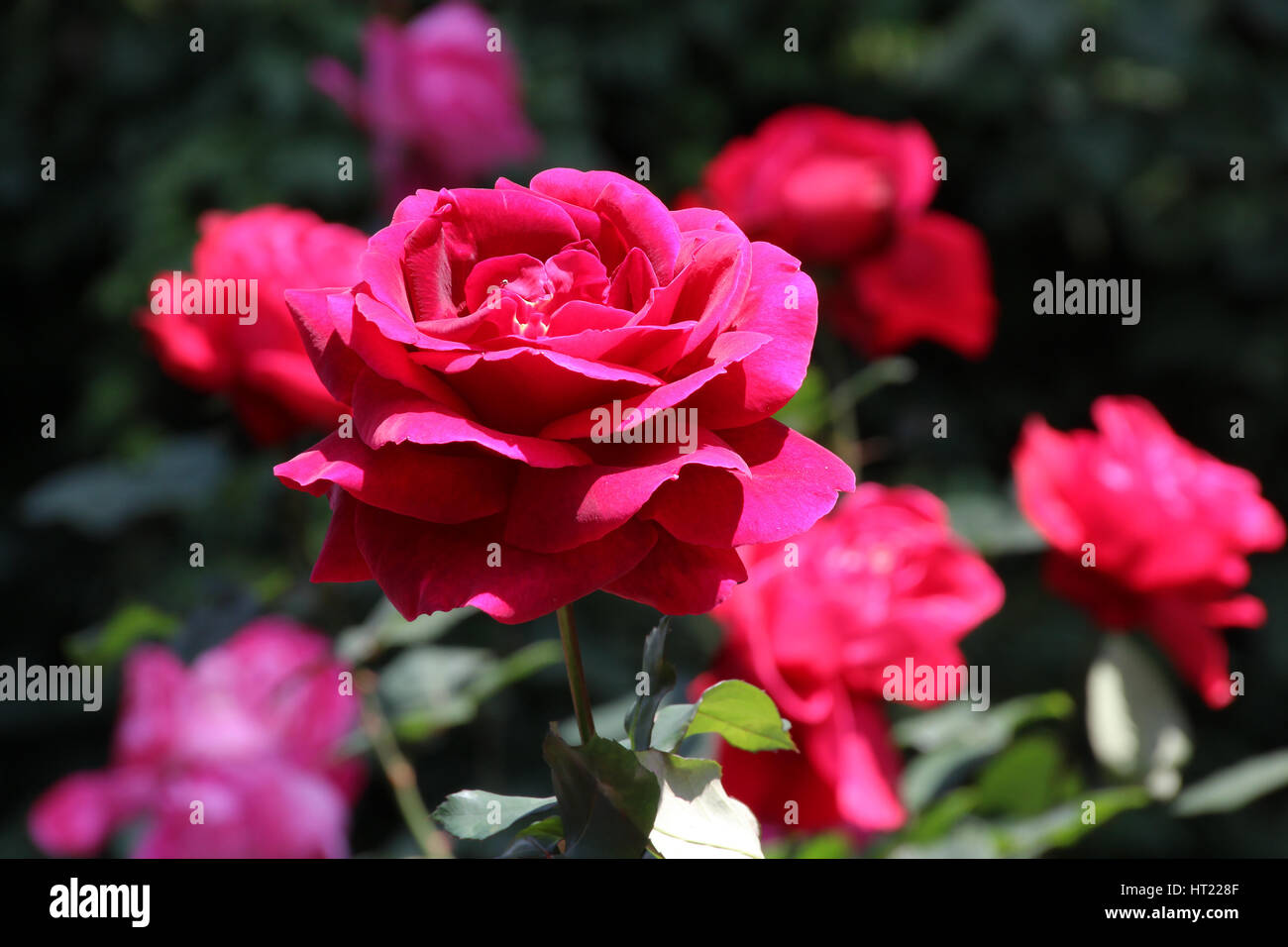 Red Rose in the Garden in Chiang Mai, Thailand Stock Photo - Alamy