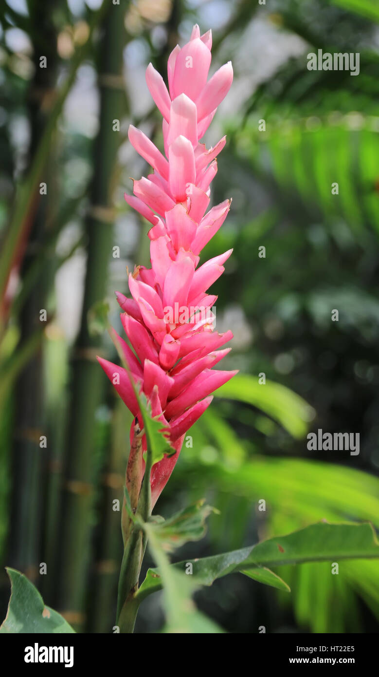 Pink Ginger Flower (Eileen MacDonald) in Chiang Mai, Thailand Stock Photo