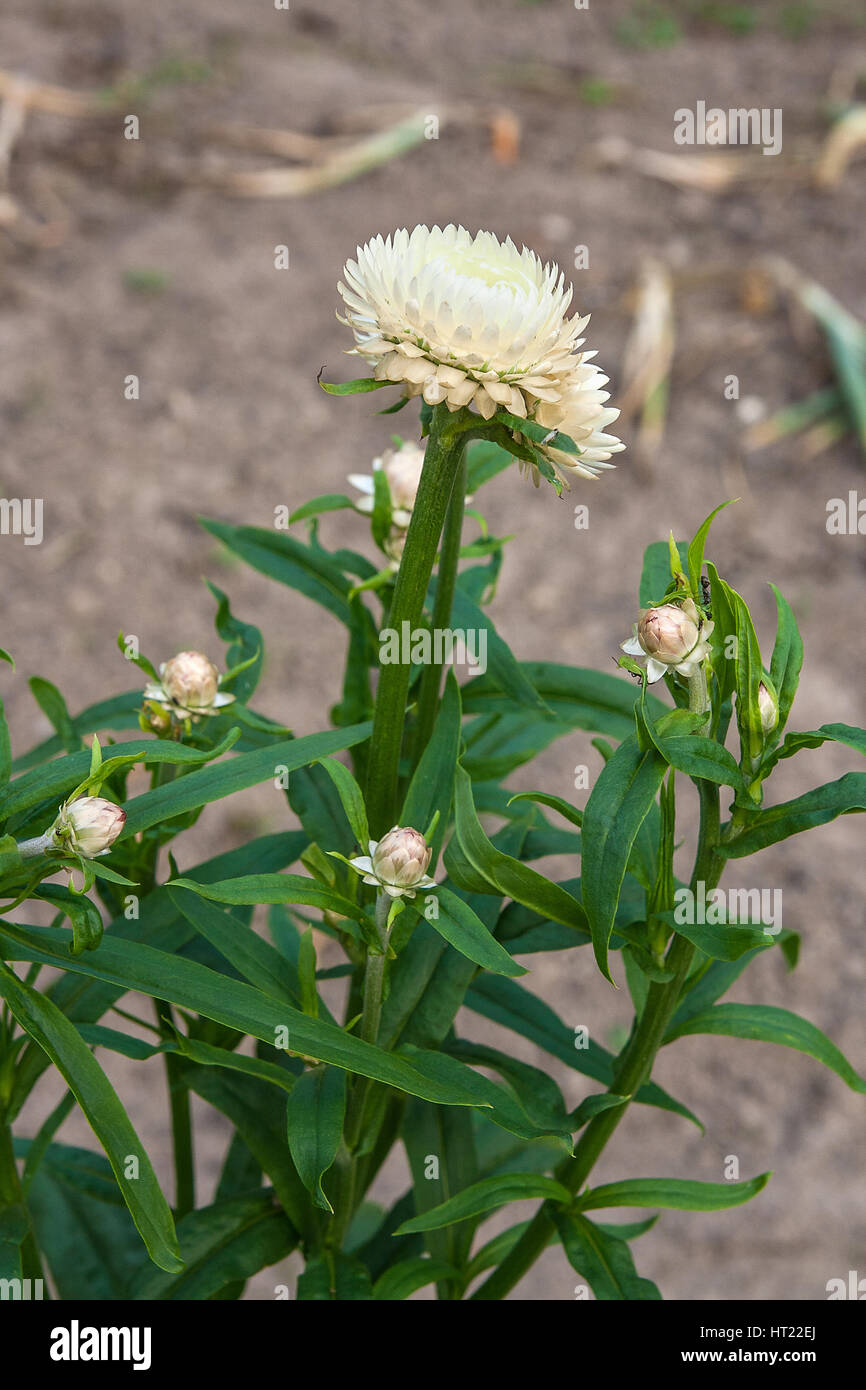 Helichrysum or Straw flower in outdoor garden. Straw flowers