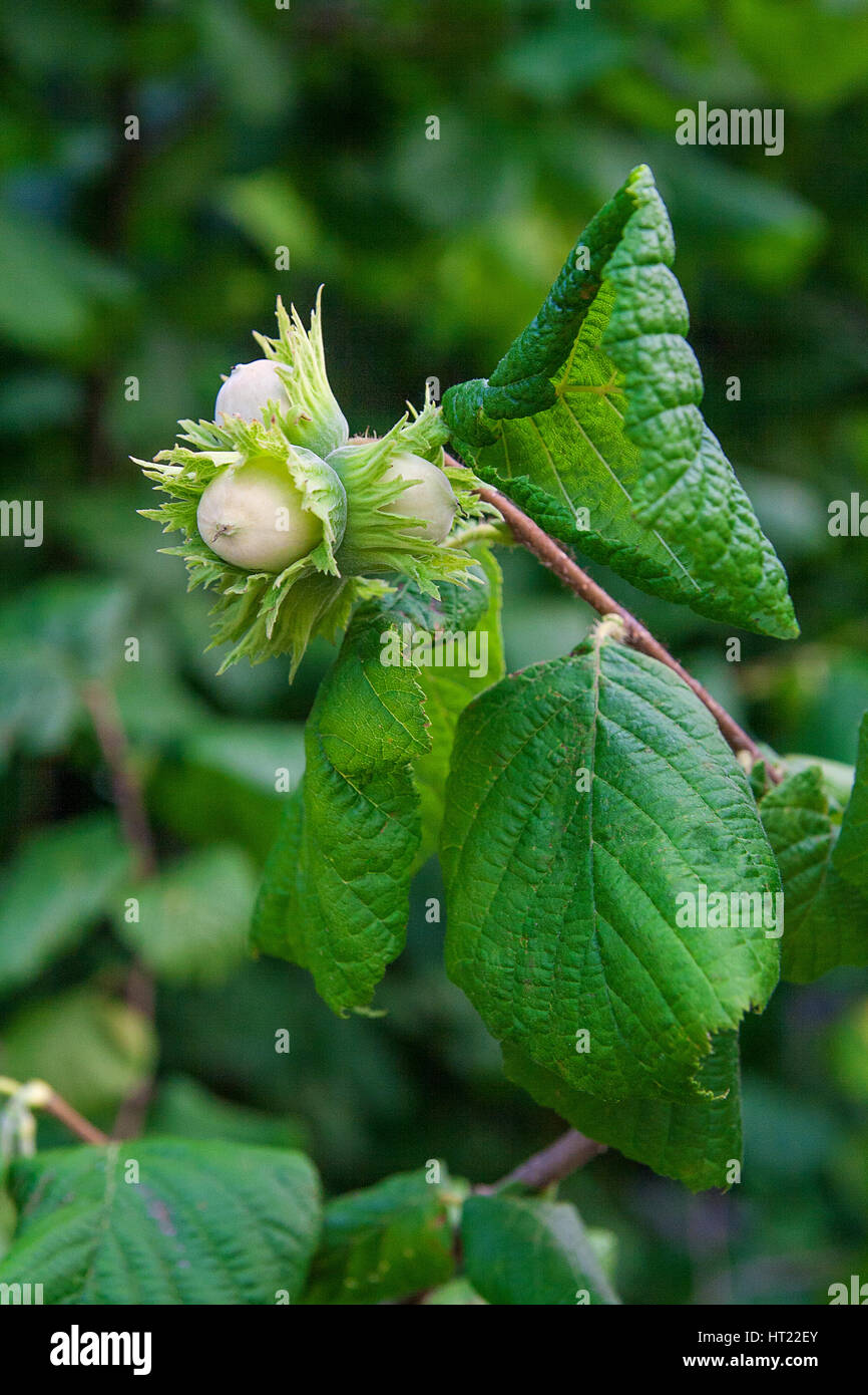 Hazelnut with green leaves on a hazel grove branch Stock Photo Alamy