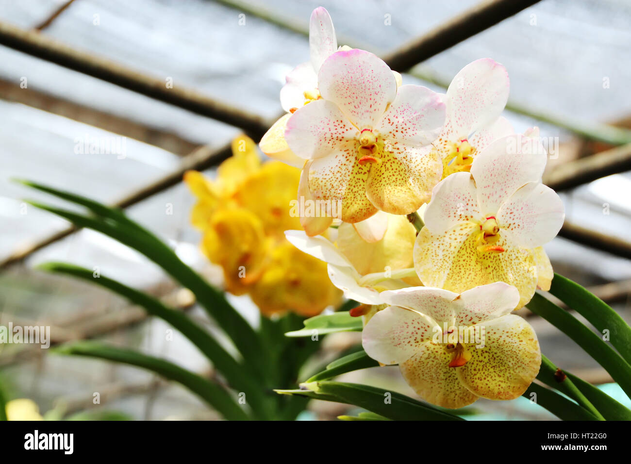 Thai Orchid in Botanic Garden Chiang Mai, Thailand Stock Photo