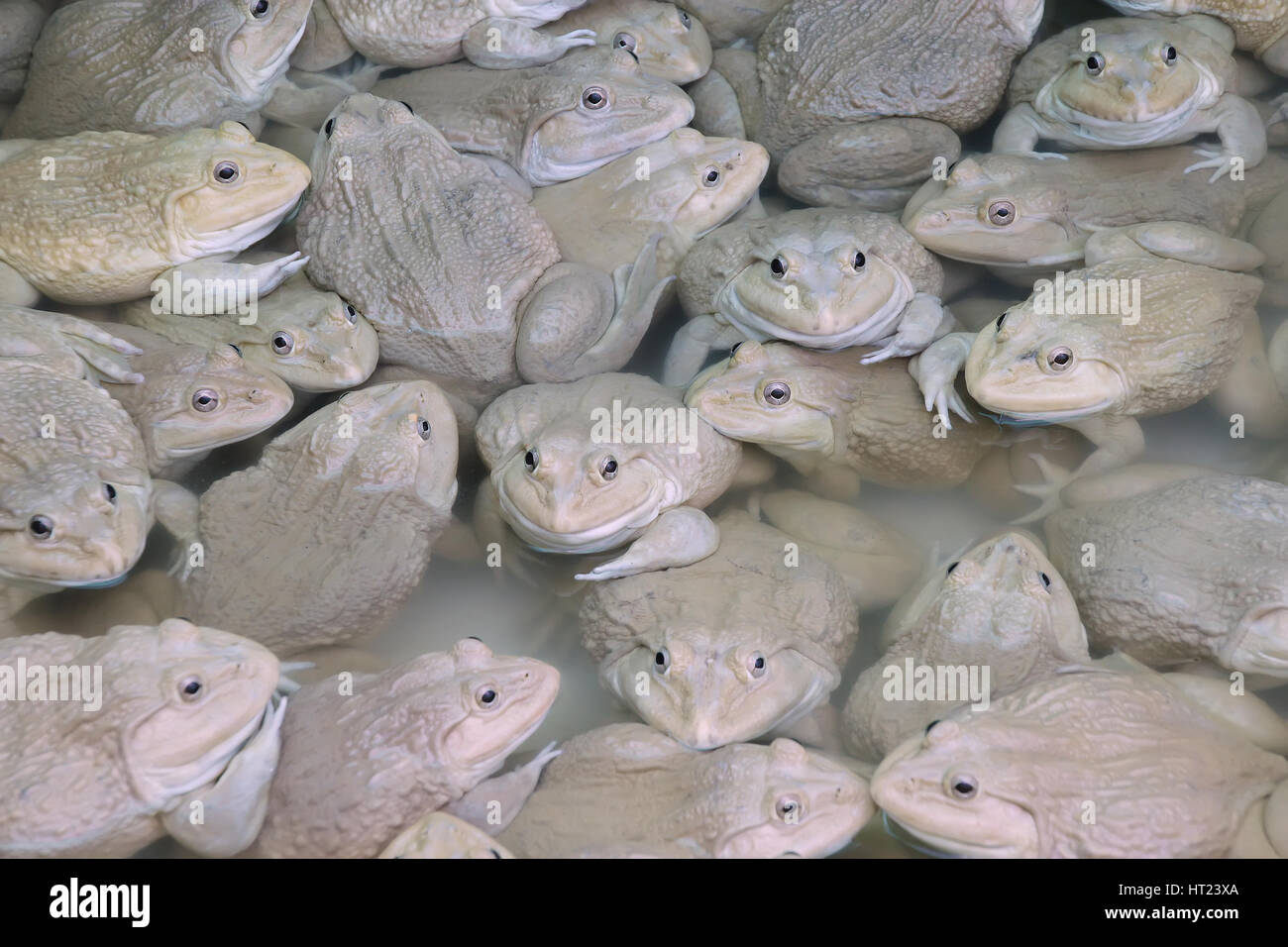 Frogs in the farm Chinese edible frog, East asian bullfrog, Taiwanese