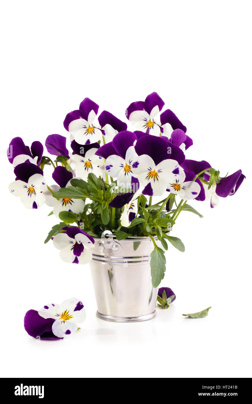 Purple pansies in bucket. Isolated on white background Stock Photo Alamy