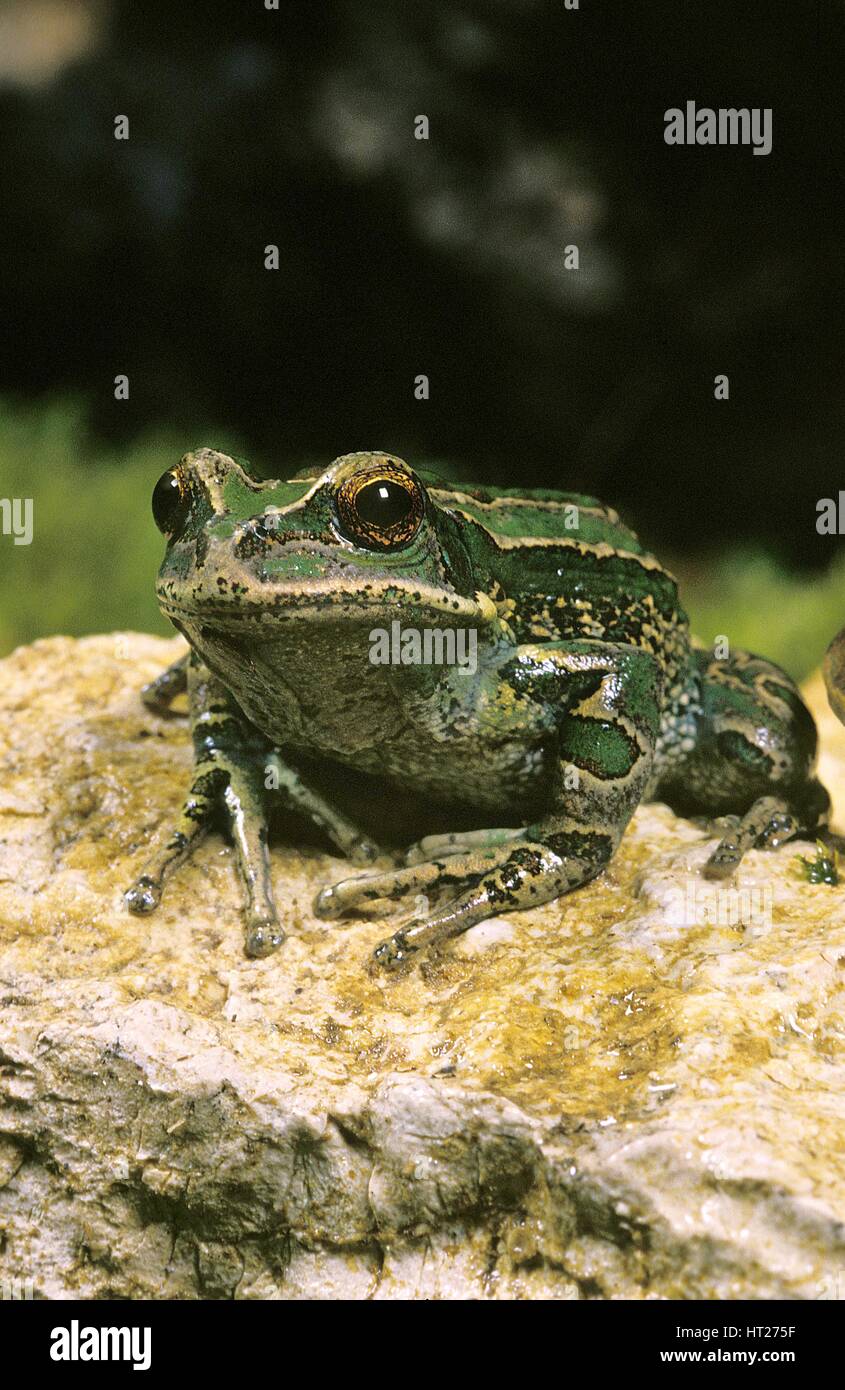 Marsupial Frog, gastrotheca riobambae, Adult standing on Stone Stock Photo