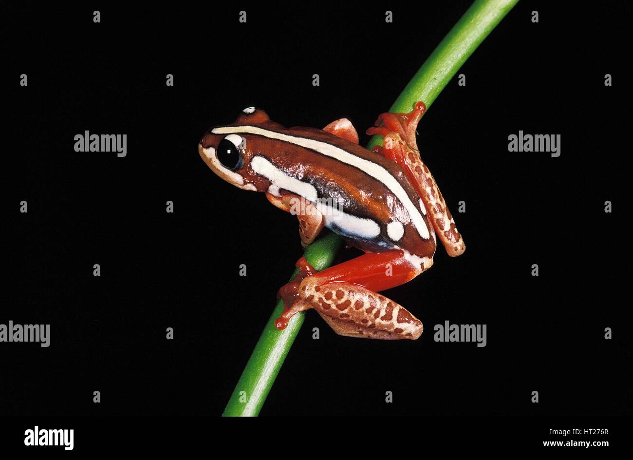 Frog,  afrixalus  sp. Stock Photo