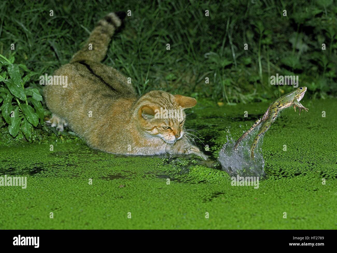 EUROPEAN WILDCAT felis silvestris, ADULT HUNTING GREEN FROG rana esculenta Stock Photo