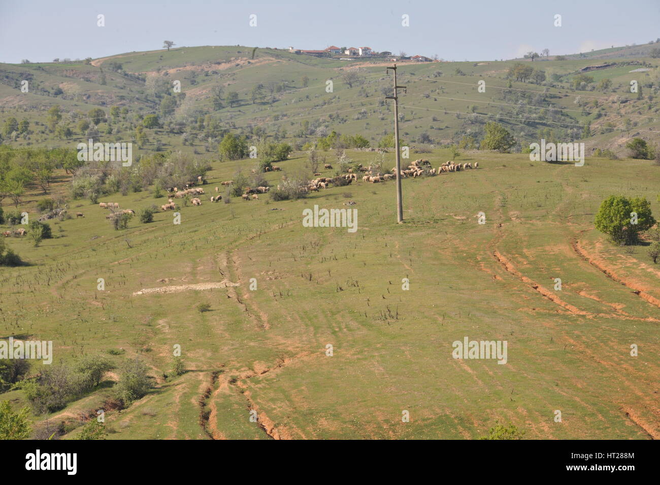 Flock of sheep in the meadow villages Stock Photo - Alamy