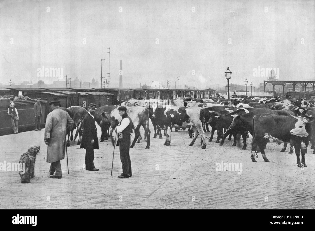 Detraining cattle, LNWR depot, York Road, London, c1903 (1903). Artist: Unknown. Stock Photo
