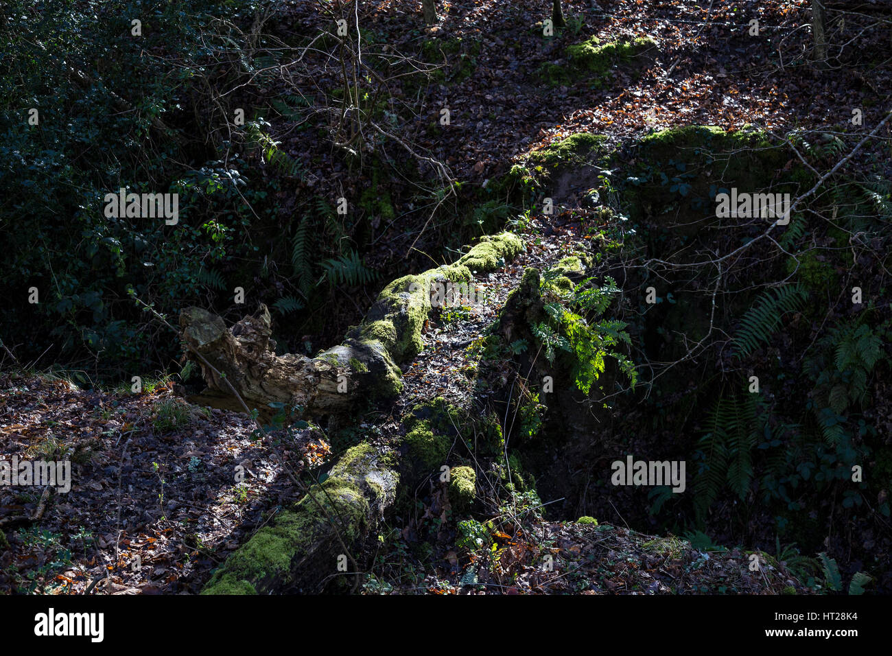 Path formed by fallen tree in woods for woodland animals such as Deer Badgers foxes,	copse, coppice, dense growth, grove, brake, covert, tangle, clump Stock Photo