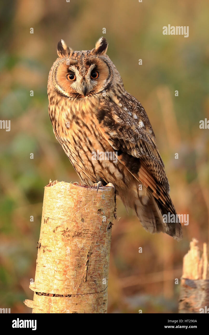 Long eared owl in a woods perched on a tree stump in the early morning sun looking forward. Stock Photo