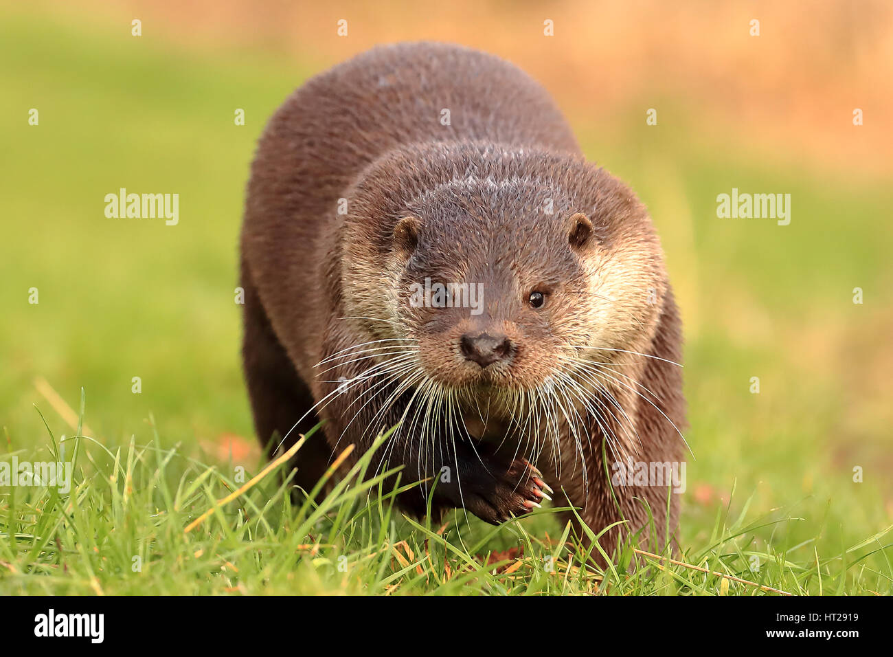Otter running head on, full frontal beautiful picture Stock Photo