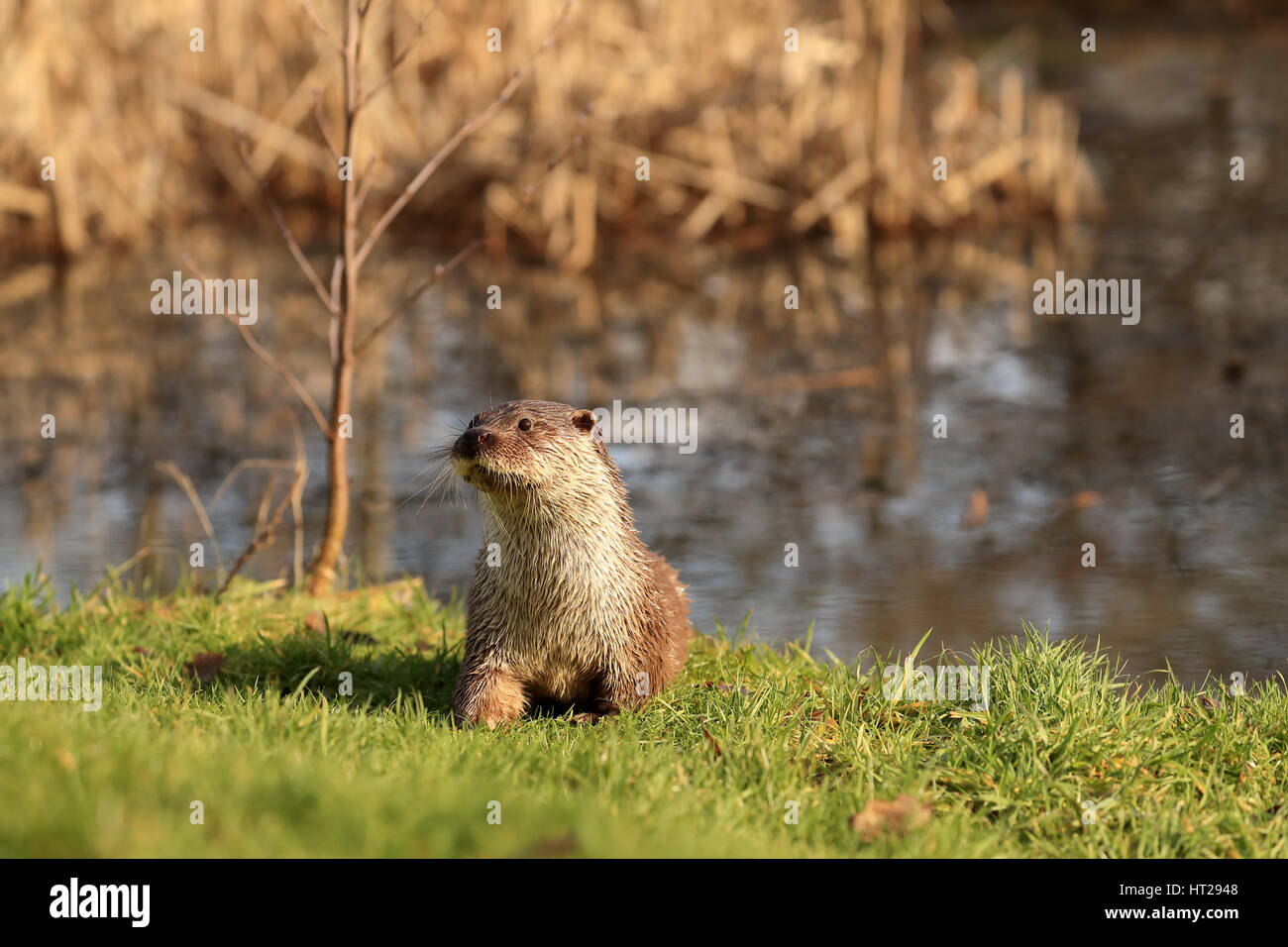 otter emerged from pond onto the grass looking alert. Stock Photo