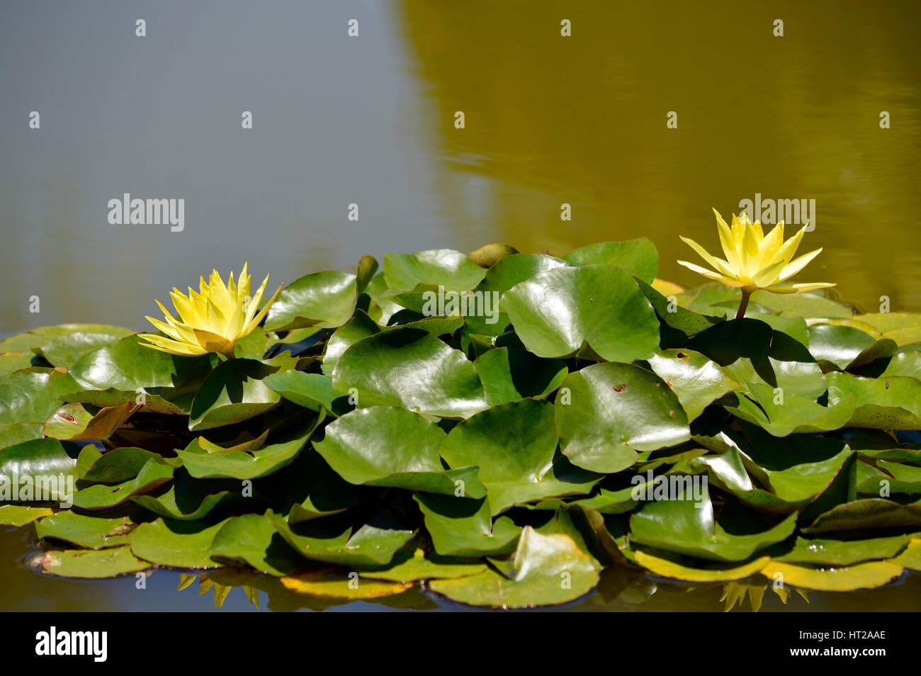 Waterlily Latin name Nymphaea yellow Lotus Stock Photo