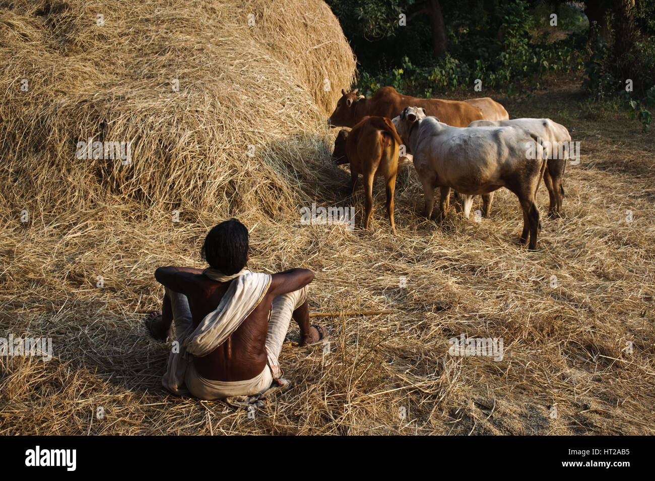 Desia Kondh woman monitoring the cattle ( India) Stock Photo