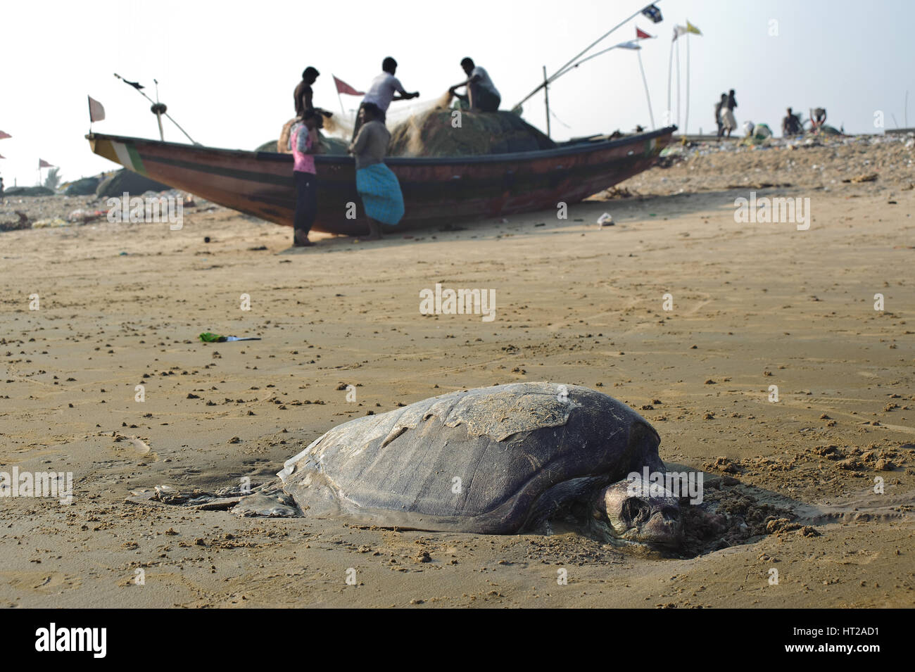 Carcass of a olive ridley turtle on a beach ( India) In the background, fishermen are visible. Stock Photo